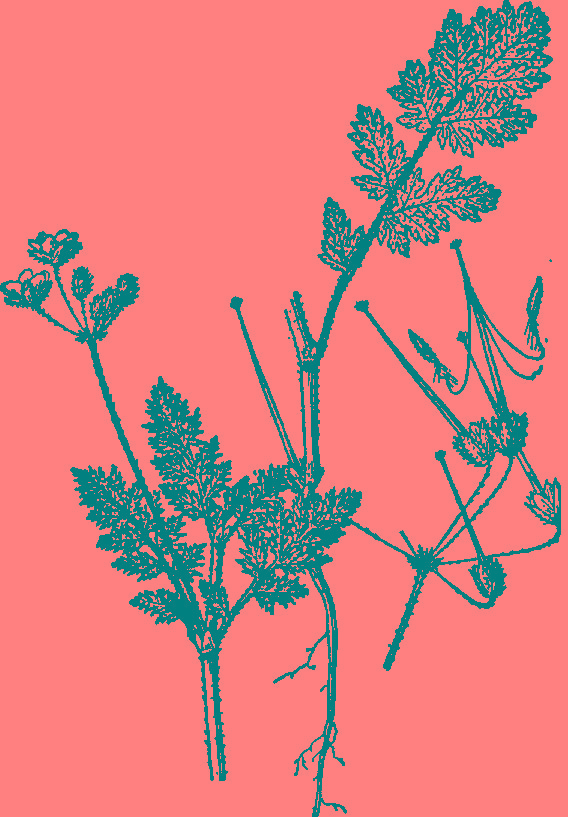 东北山上宝贝真不少!它也叫芹菜却比芹菜美味!满满都是儿时记忆 农门娇女 萧儿美蛋_狗蛋儿_洛克王国艾莉儿蛋