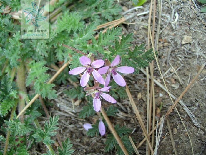 东北山上宝贝真不少!它也叫芹菜却比芹菜美味!满满都是儿时记忆 农门娇女 萧儿美蛋_狗蛋儿_洛克王国艾莉儿蛋