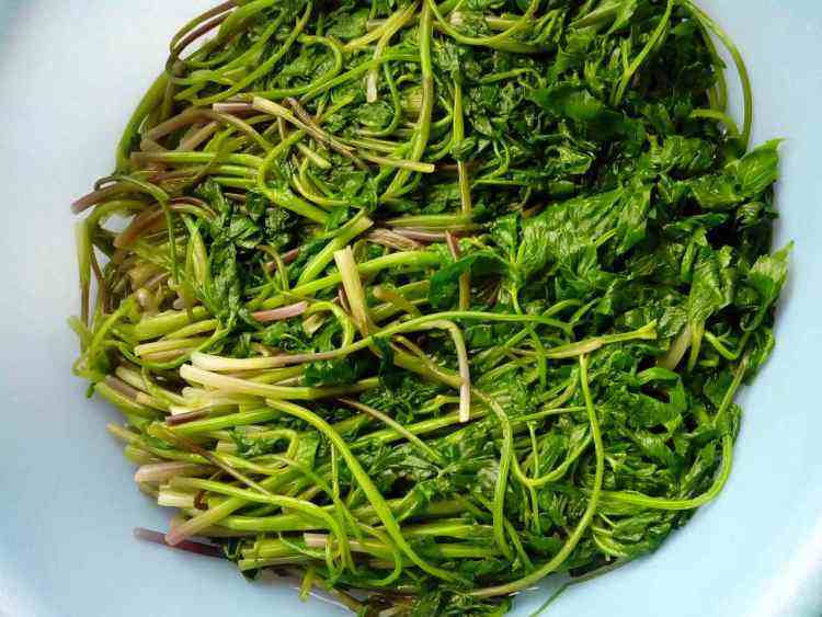 东北山上宝贝真不少!它也叫芹菜却比芹菜美味!满满都是儿时记忆 洛克王国艾莉儿蛋_狗蛋儿_农门娇女 萧儿美蛋