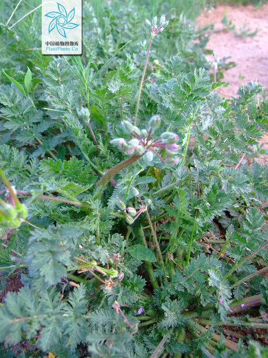 东北山上宝贝真不少!它也叫芹菜却比芹菜美味!满满都是儿时记忆 洛克王国艾莉儿蛋_农门娇女 萧儿美蛋_狗蛋儿