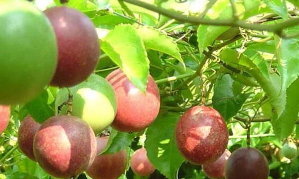 酸酸甜甜的百香果的说说 酸酸甜甜百香果看着就流口水