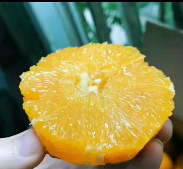 脐橙大家都吃过 可现摘的脐橙你吃过吗