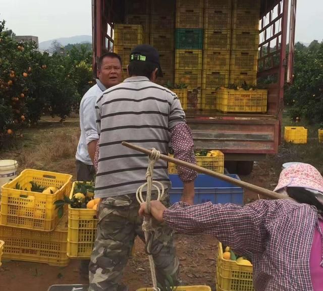 脐橙大家都吃过,可现摘的脐橙你吃过吗图4