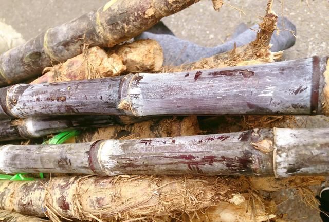 甘蔗别只啃着吃,冬日里做成4碗汤水,好喝又润燥,附挑选保存法图5