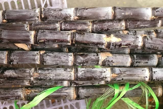 甘蔗别只啃着吃,冬日里做成4碗汤水,好喝又润燥,附挑选保存法图6