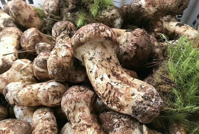 新鲜松茸如何保存 新鲜松茸如何保存效果最好