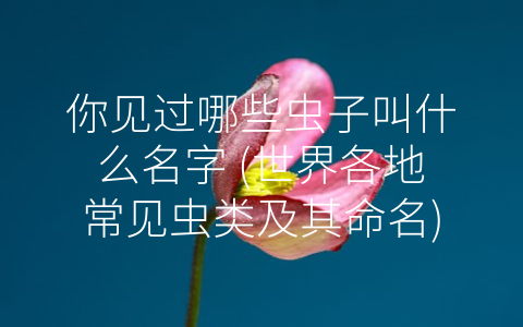 你见过哪些虫子叫什么名字 (世界各地常见虫类及其命名)