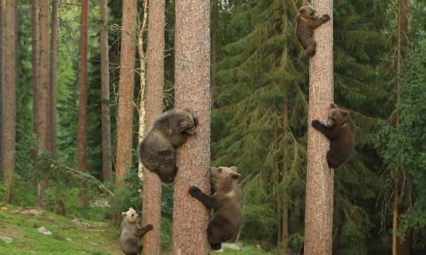 老年人还适合学工笔画吗