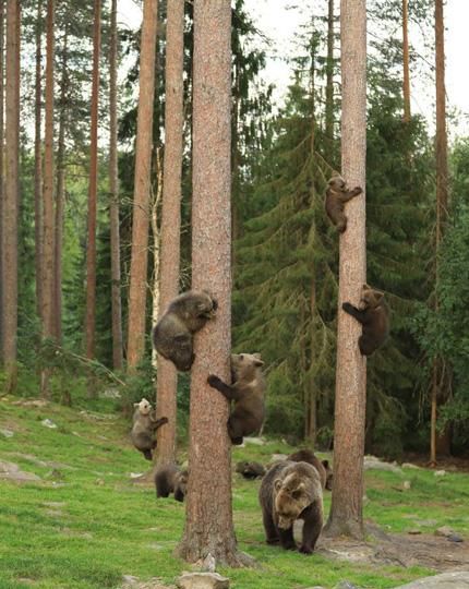 老年人还适合学工笔画吗图2