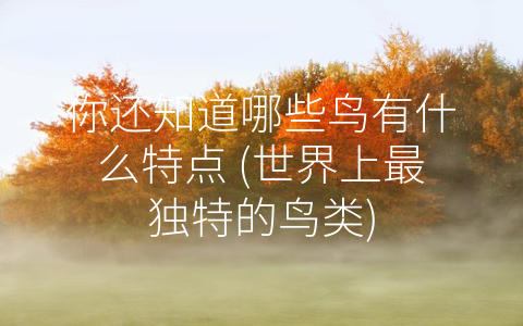 你还知道哪些鸟有什么特点 (世界上最独特的鸟类)