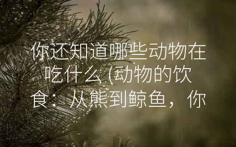 你还知道哪些动物在吃什么 (动物的饮食：从熊到鲸鱼，你所不知道的八卦！)