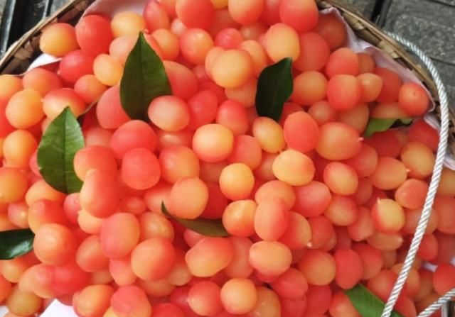 金西梅是什么水果金西梅能吃吗图5