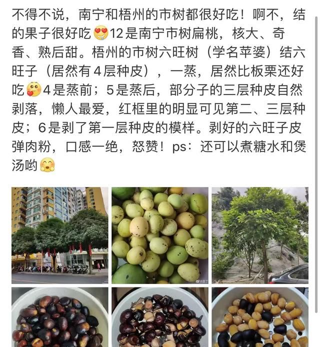 梧州有什么小零食比如陈皮等