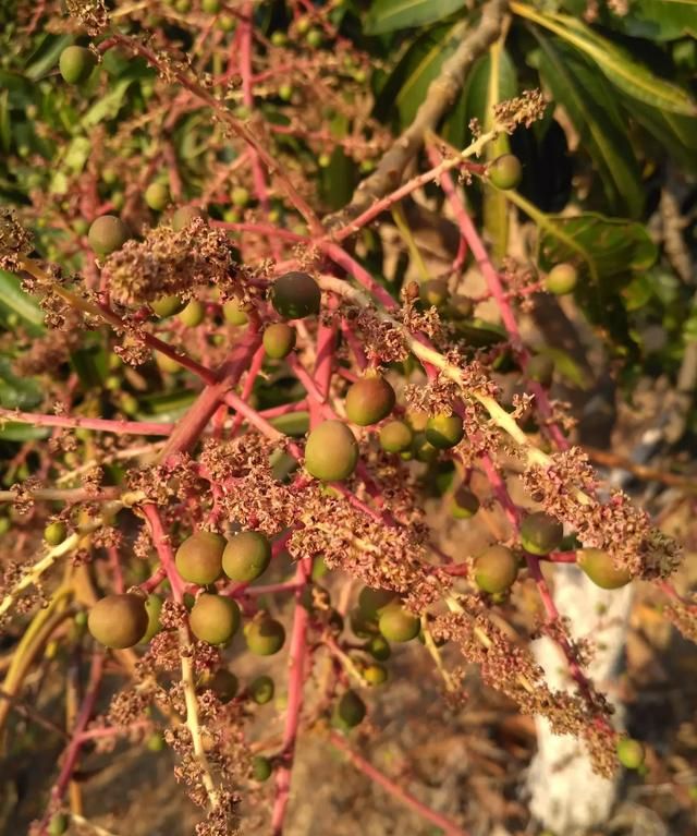 绾告牳鑺掓灉鎬庝箞鍒?鏍歌杽鐨勮姃鏋滄€庝箞绉?鍥?