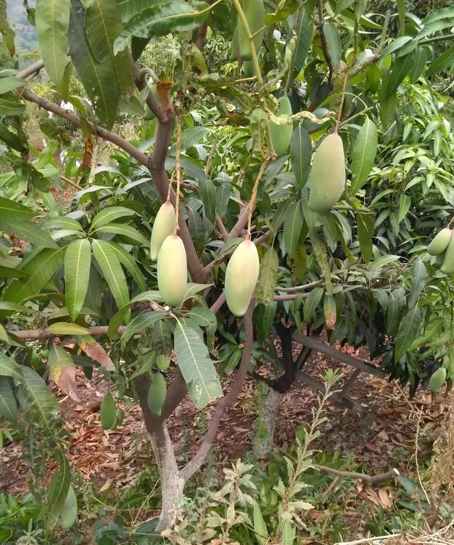 绾告牳鑺掓灉鎬庝箞鍒?鏍歌杽鐨勮姃鏋滄€庝箞绉?鍥?0