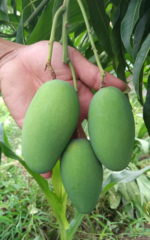 绾告牳鑺掓灉鎬庝箞鍒?鏍歌杽鐨勮姃鏋滄€庝箞绉?鍥?1