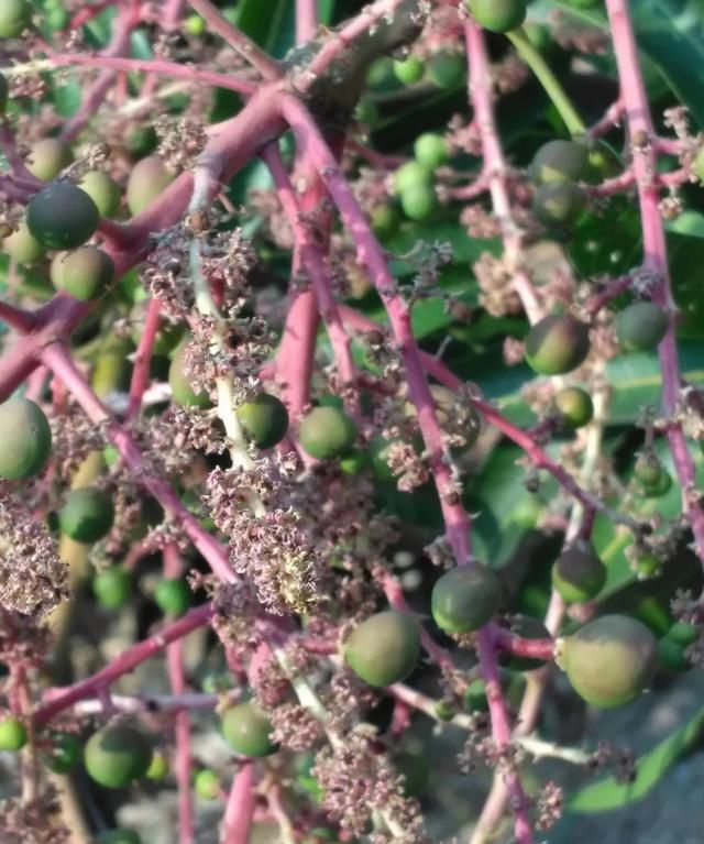 绾告牳鑺掓灉鎬庝箞鍒?鏍歌杽鐨勮姃鏋滄€庝箞绉?鍥?2