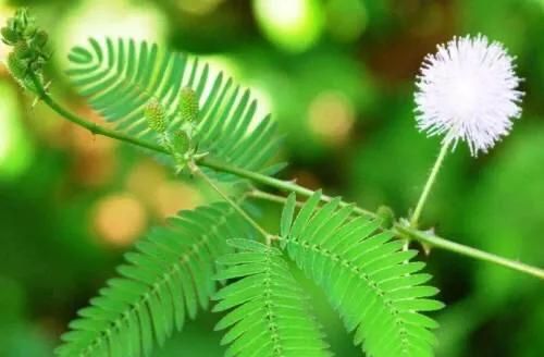 含羞草是真的有毒吗