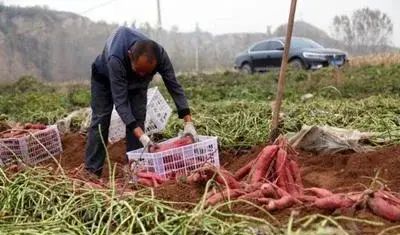 农村红薯的储藏方法 红薯收获时间和方法