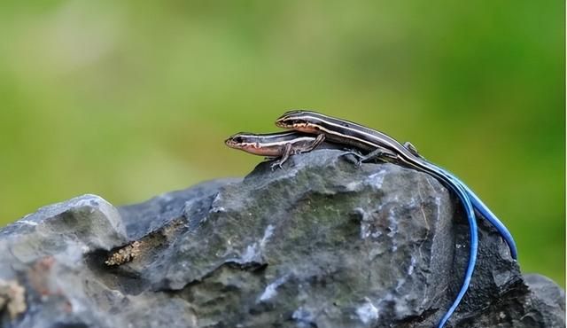 网友拍到一条小龙这是真的吗 杭州小笼包子做法