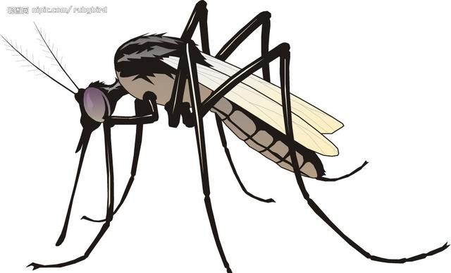 为什么蚊子会发出嗡嗡的声音