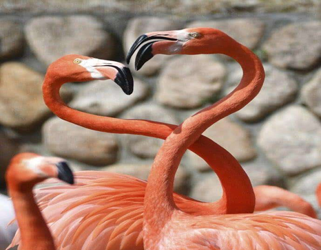 火烈鸟有什么象征寓意 火烈鸟简介象征什么