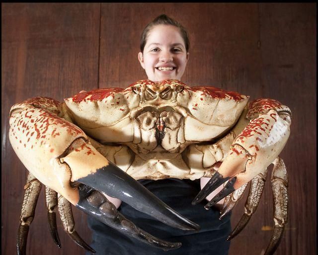 螃蟹买多了一次吃不完怎么保存