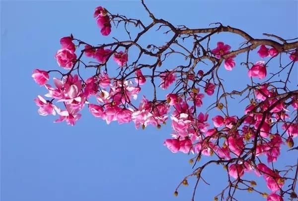 四川旅行绵阳九皇山看辛夷花 2019年九皇山辛夷花什么时间看