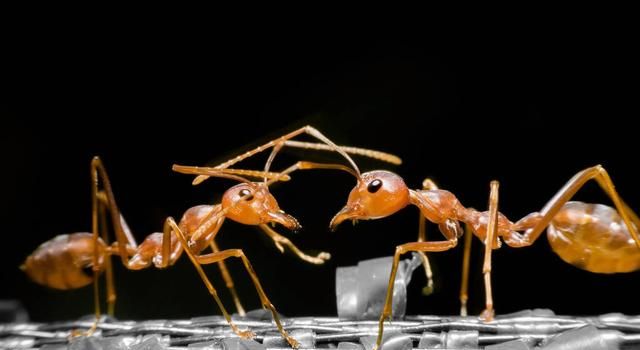 蚂蚁有没有灵魂了 蚂蚁和人的灵魂有关吗