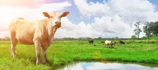 生鲜乳的主要成分是哪些 生鲜乳的作用与功效有哪些