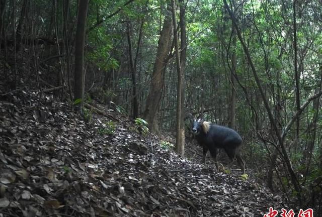 广东韶关始兴现四不像中华鬣羚