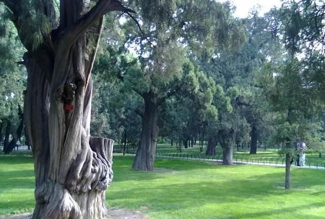 地坛里为什么种很多柏树呢