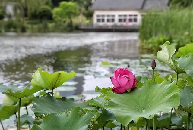 夏花正烂漫莘庄的公园值得看一看