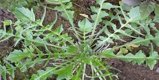 吃荠菜的好处 三月三用荠菜煮鸡蛋吃有什么好处