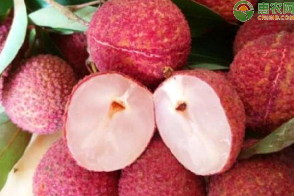 无核荔枝产量高不高