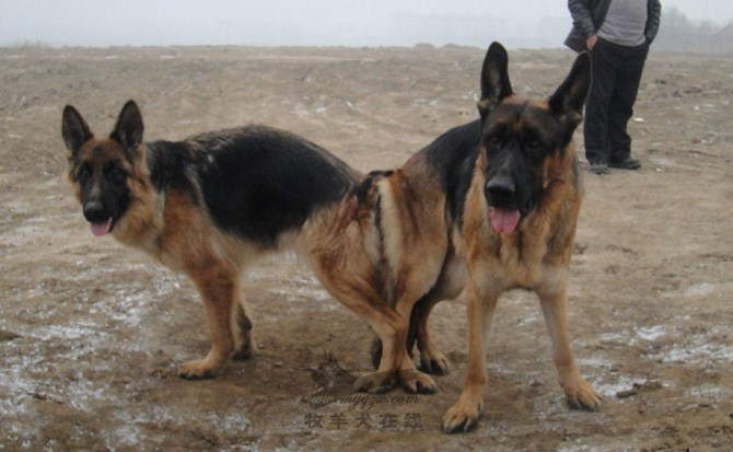 人于狗交配_女人会和自己狗交配_女人和狗交配