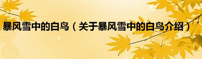 暴风雪中的白鸟 关于暴风雪中的白鸟介绍