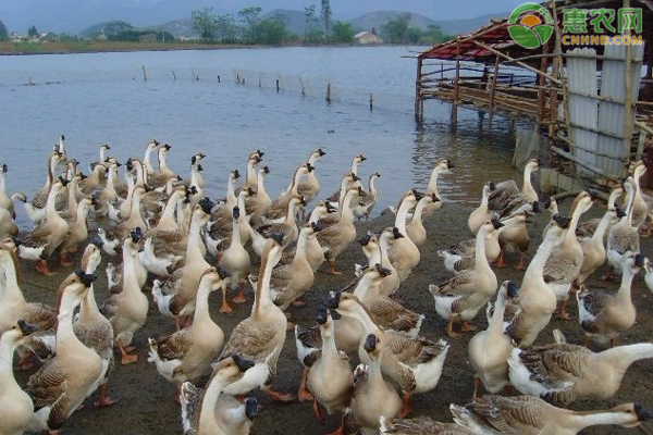 肉鹅和蛋鹅有什么区别 养肉鹅挣钱还是蛋鹅挣钱