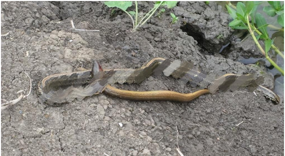 蛇不敢吃黄鳝 黄鳝有什么秘密武器 能让蛇害怕吗