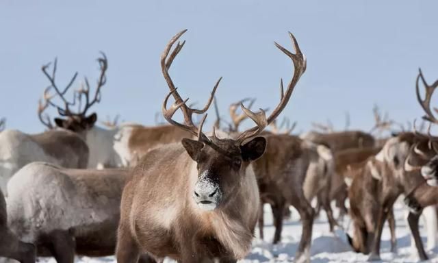 给圣诞老人拉雪橇的到底是什么鹿