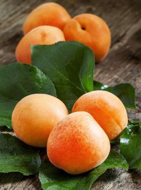 杏子吃多了为什么不好图2