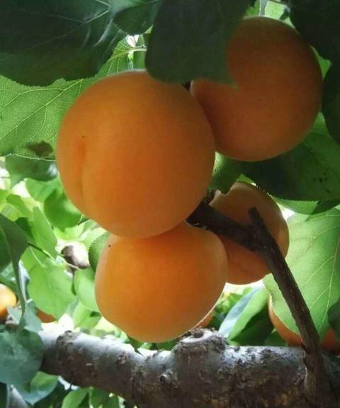 杏子吃多了为什么不好图3