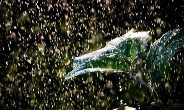 昆虫在下雨前有什么表现 下雨的时候昆虫都在哪儿避雨