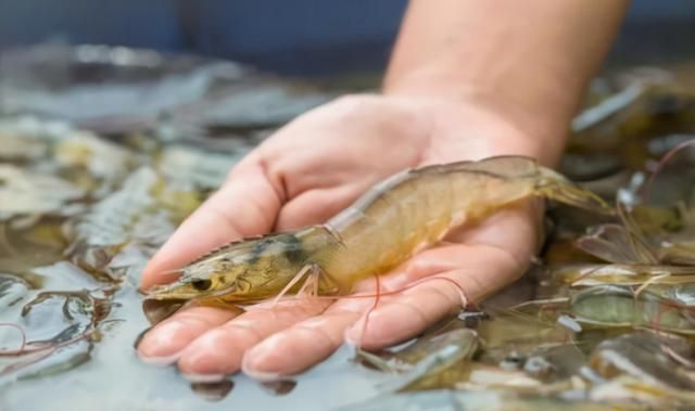 煮虾需要开水煮还是冷水煮比较好