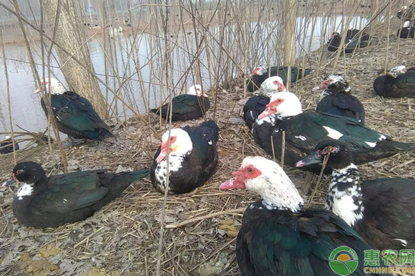 瘤头鸭与番鸭的区别