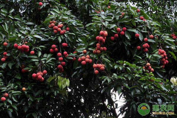 仙进奉荔枝的来历是什么