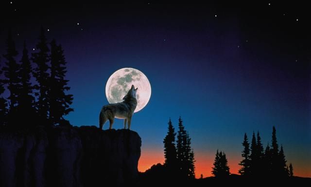 世界上叫声最大的动物排名 同体型下老虎绝对能秒杀狮子