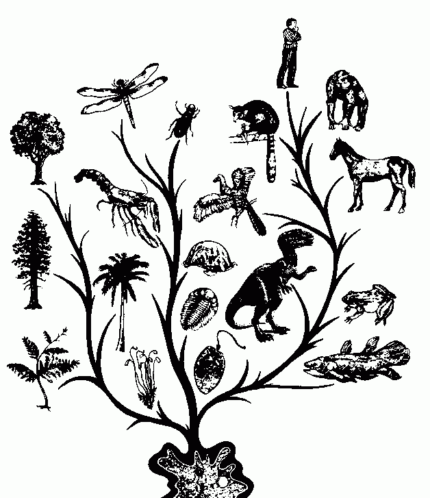 人属现在为什么只有一种物种了 属相为什么只有一种物种