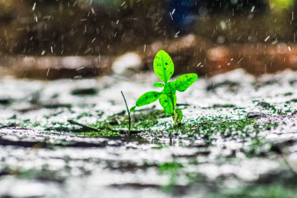 马其顿帝国是何时灭亡的