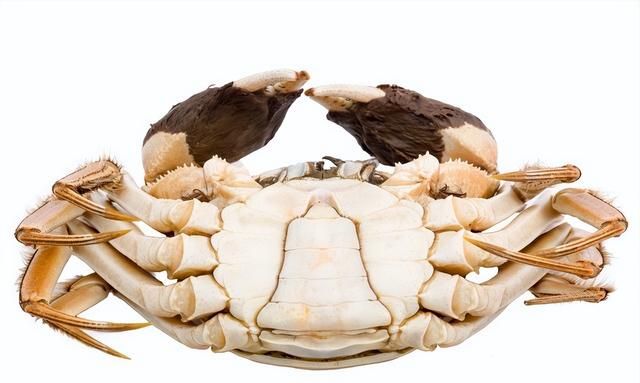 活力不足的大闸蟹会不会死(大闸蟹哪些不能吃怎么辨认)图2
